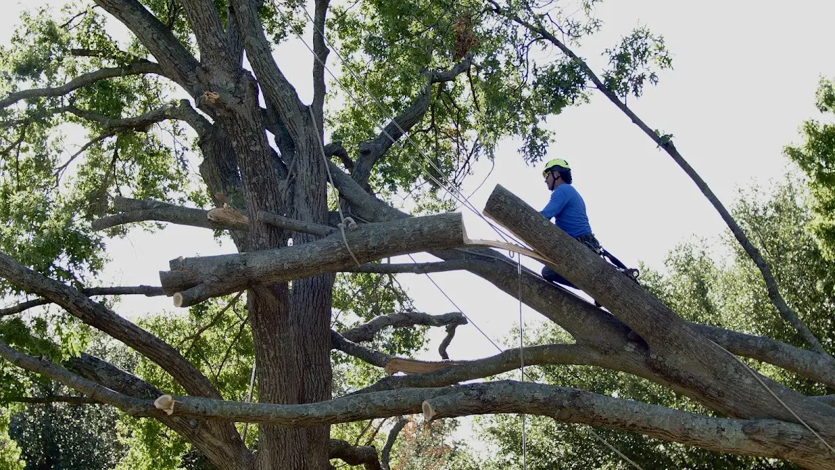 Professional Crown Thinning performed by certified arborists in Fish Haven